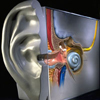 earsinn - Modell des menschlichen Ohrs